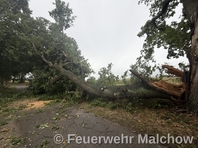 DLK Einsatz - Baum über Straße
