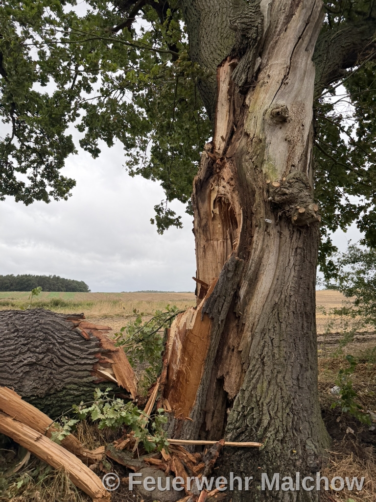 DLK Einsatz - Baum über Straße