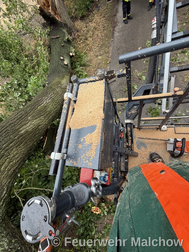 DLK Einsatz - Baum über Straße
