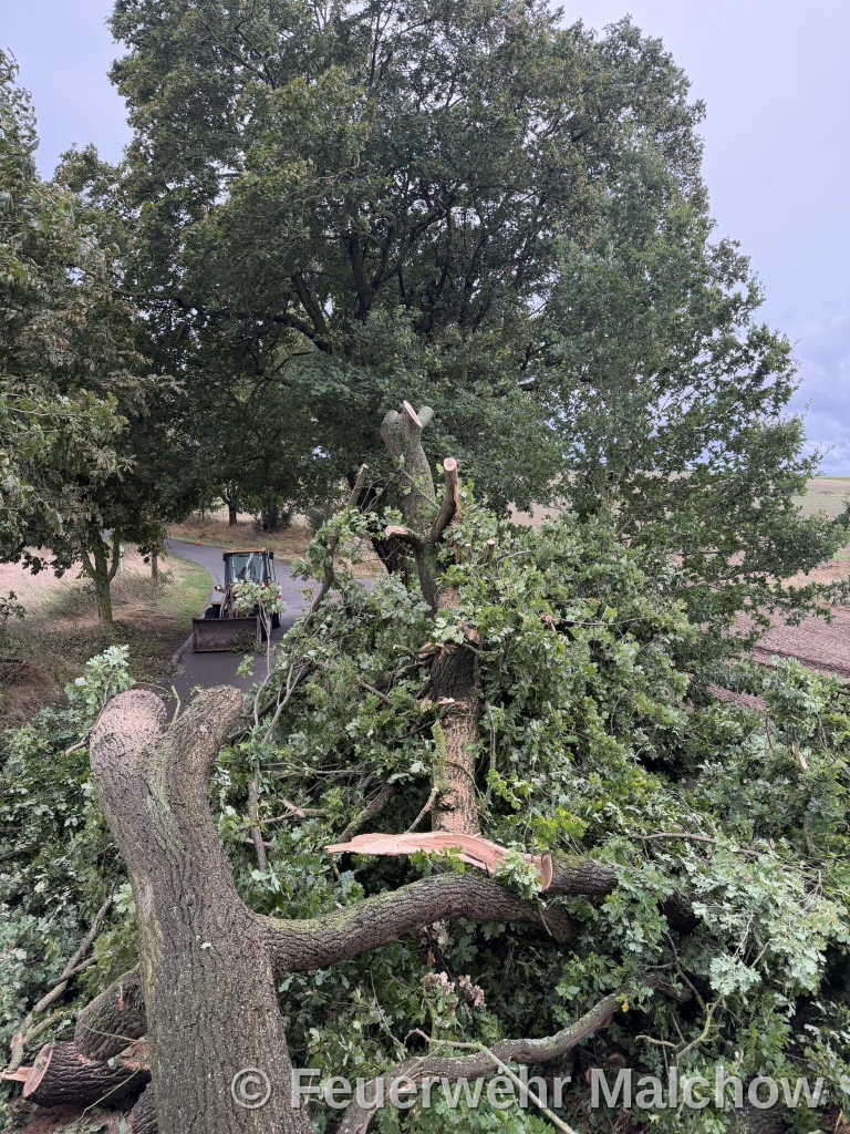 DLK Einsatz - Baum über Straße